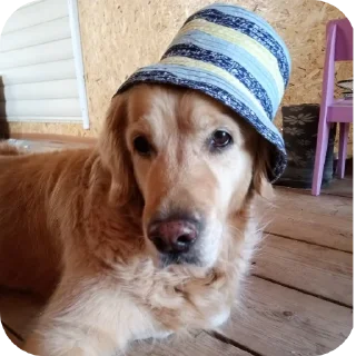 🐶
