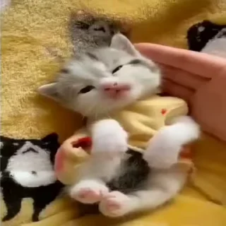 🐈