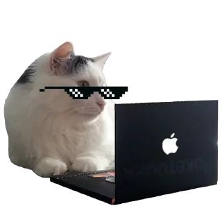 👨‍💻
