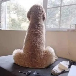 🍆