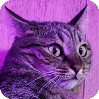 🐱