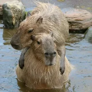 🐗
