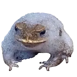 🐸