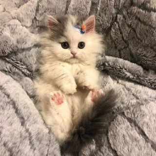 💗