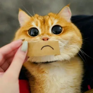 🐈