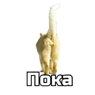 👋