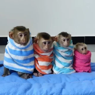 👨‍👩‍👧‍👦