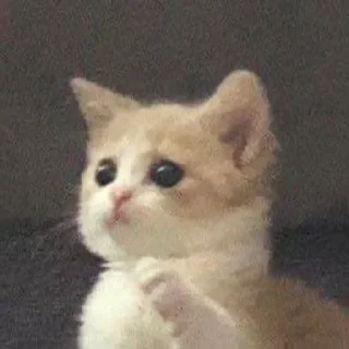 🎀
