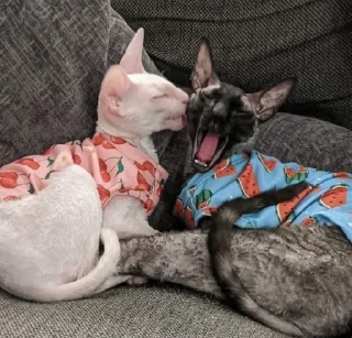 🦇