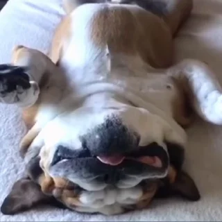 🐕‍🦺