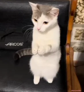 :: Сбор котиков :: @DandyWorld_Stik