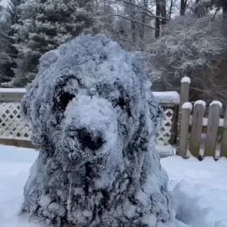 🤩