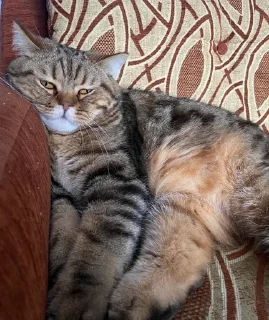🌟