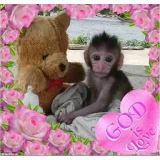 🐵