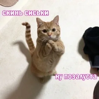 🥺