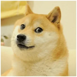 Собачки @dogsaredogs