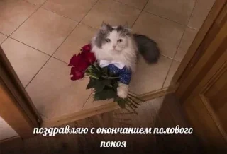 😽
