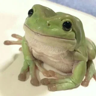 🐸