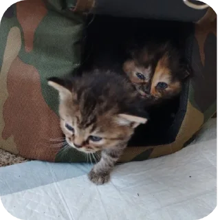 🐱