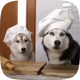 🐶