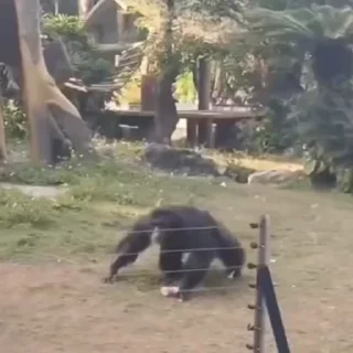 🐒