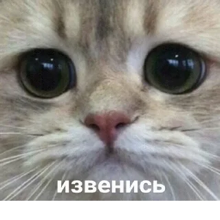 🥺