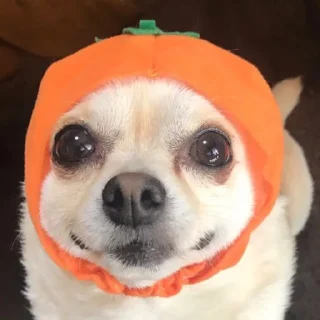 🍊