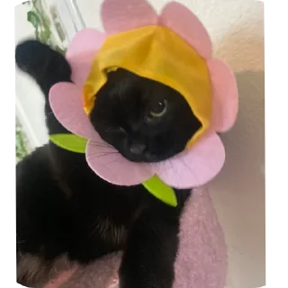 🐱