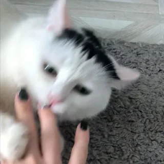 😾