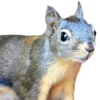 🐿️