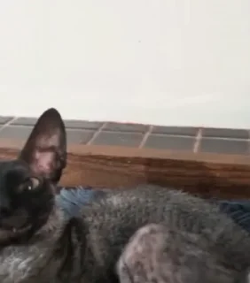🤩