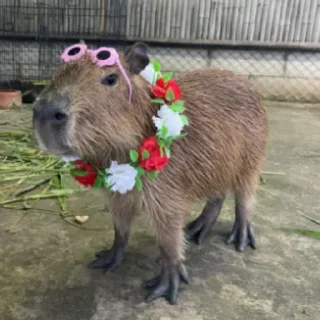 🌸