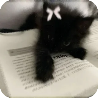 🐱