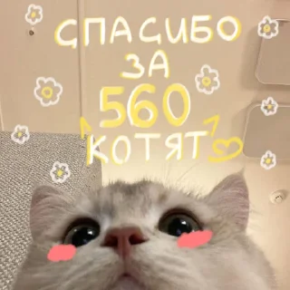 🐱