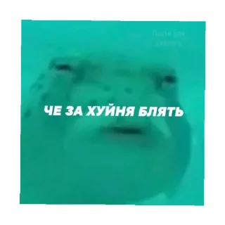 🗿