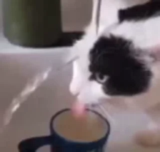 🐈