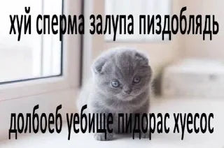 🐈‍⬛