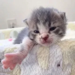 🍓