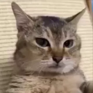 😎