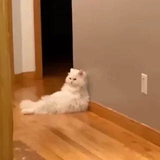 🐈