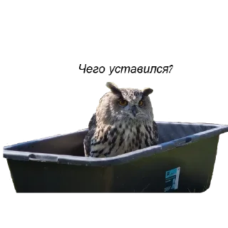 Owl Yoll & Co.