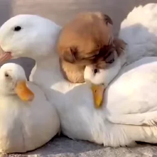 🦆