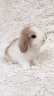 🐰