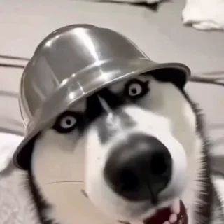 🤩