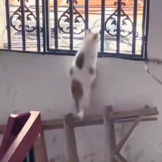 🤩