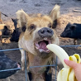 🍌