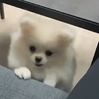 🐶