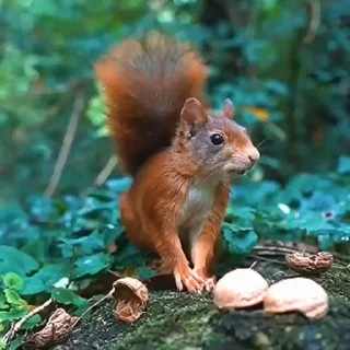 🤩
