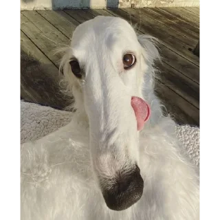 👅