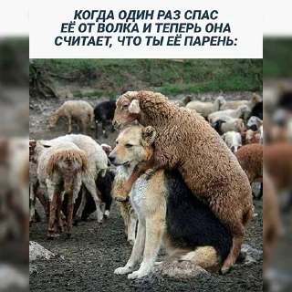 🐑